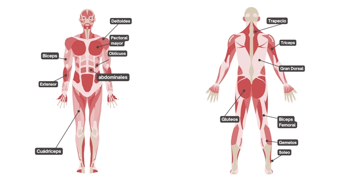 MUSCULOS QUE SE USAN EN EL KAYAK